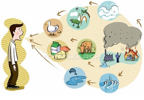 Mekanisme Logam Berat Di Dalam Rantai Makanan