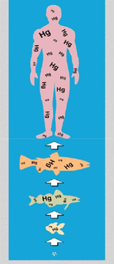 Bioakumulasi Logam Berat (Sumber: mercuryinschools.uwex.edu)